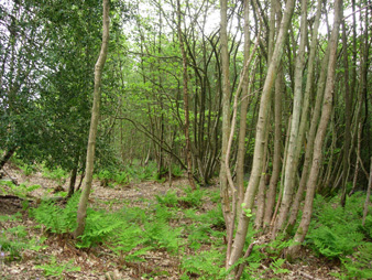This wood was subject to a Tree Preservation Order, which was later revoked.