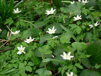 Wood anemones in ancient woodland