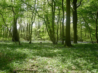 Ancient Woodland