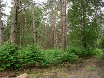 Plantation on Ancient Woodland Site- PAWS