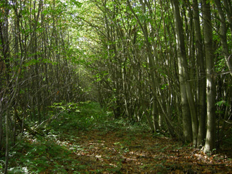 Coppice woodland