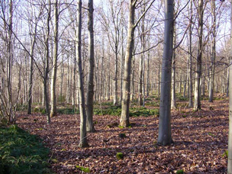A plantation of oaks, replanted on a PAWS site, where the conifers were removed about twenty years ago