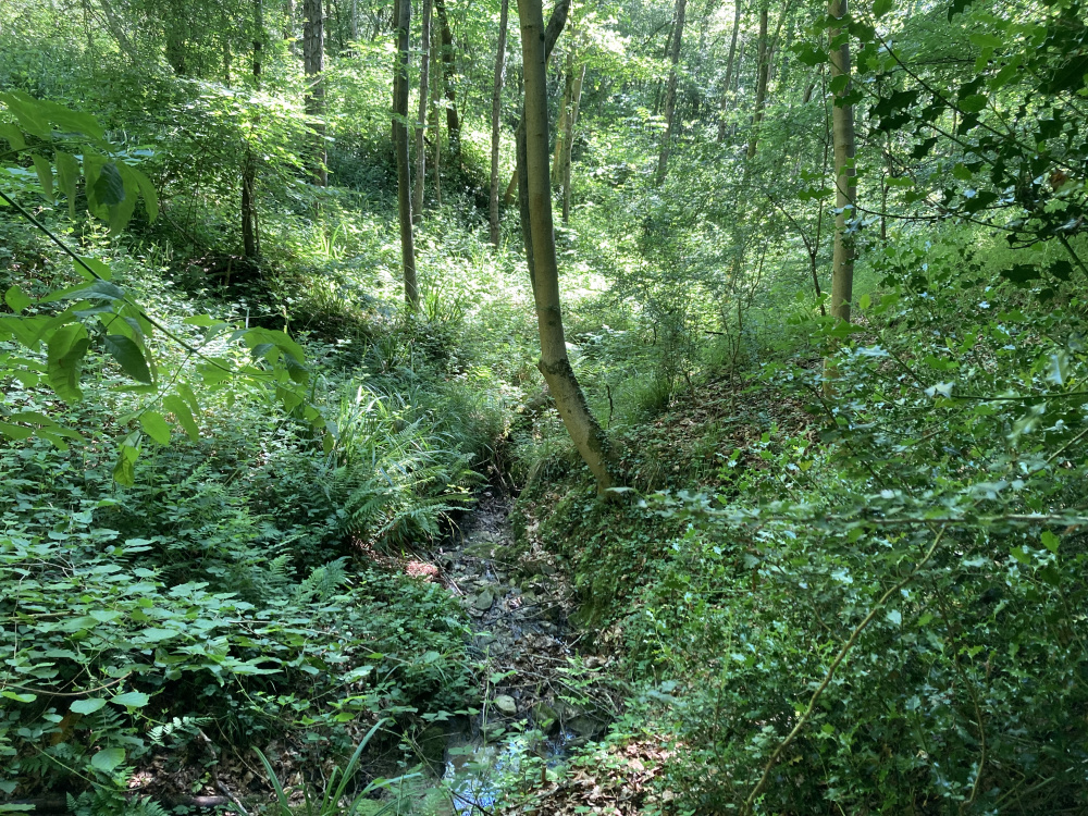 A woodland stream