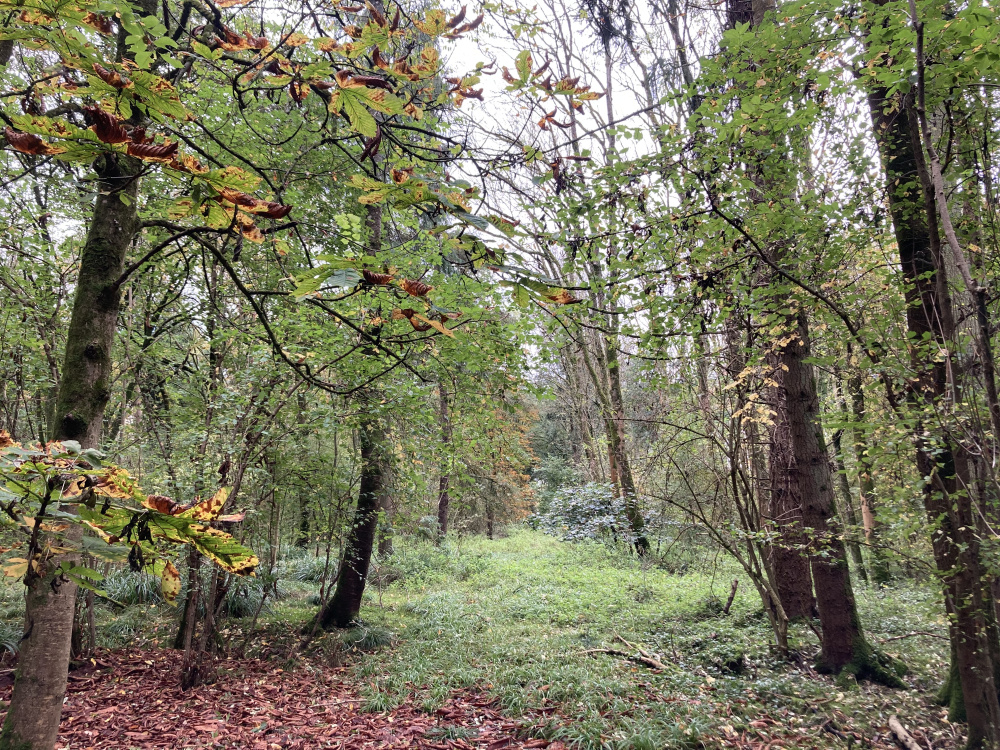 From the entrance into the wood
