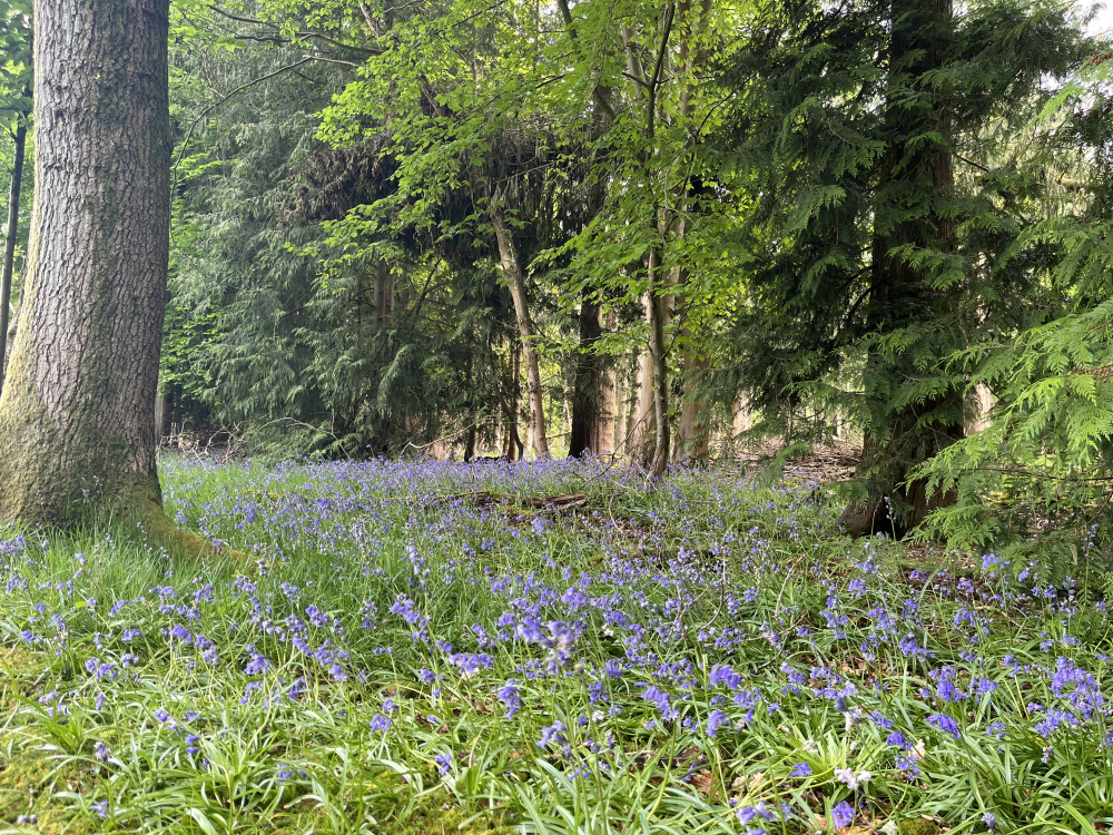 Bluebells at the wood's edge