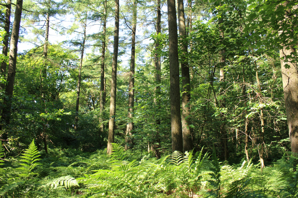 Open glade