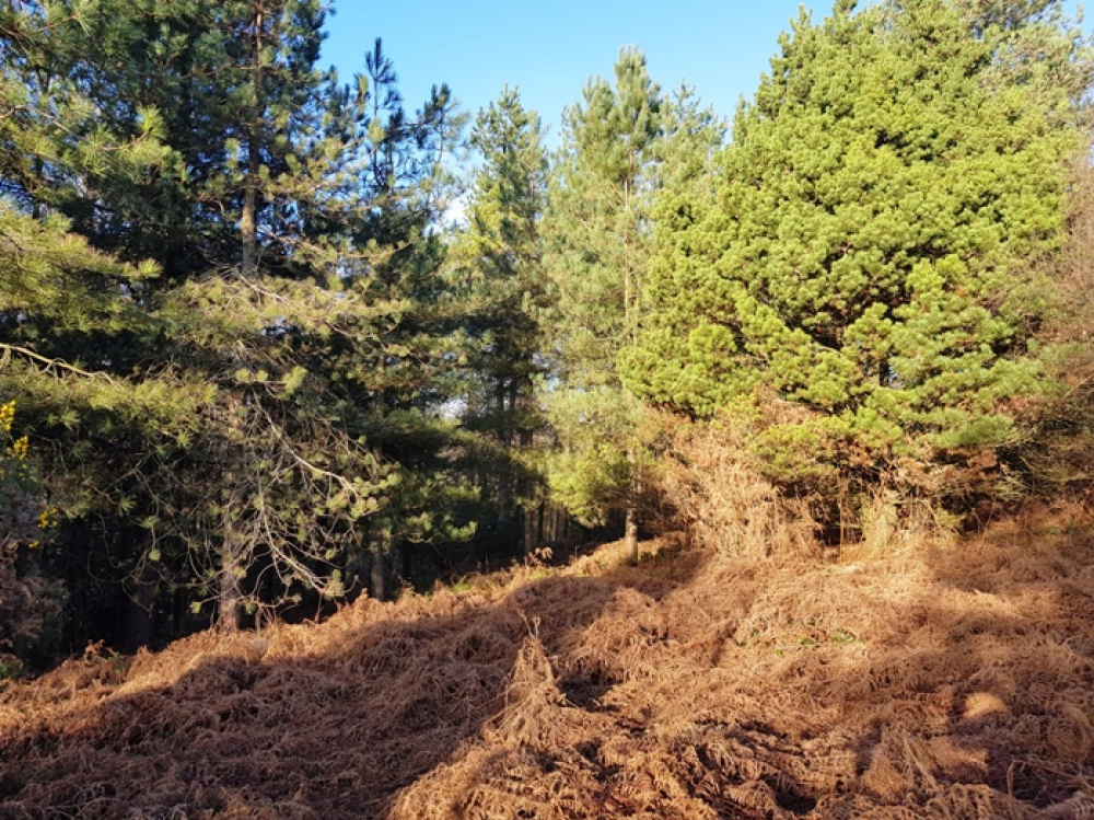Sunny glade