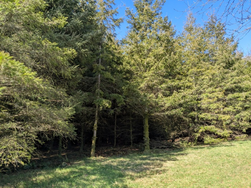 Conifer trees