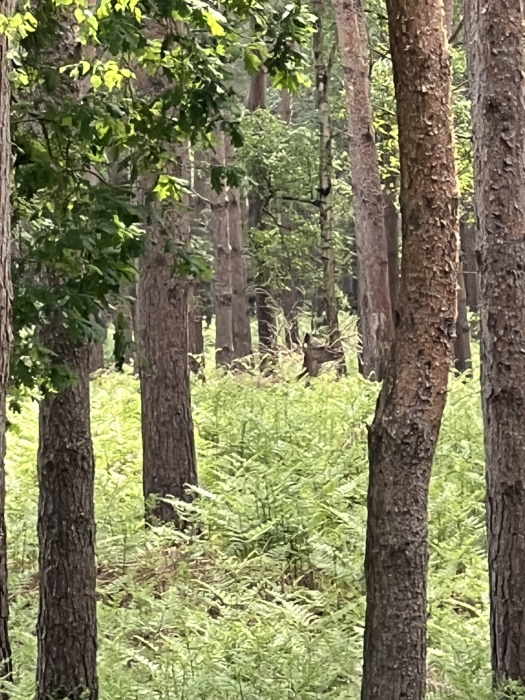 Spot the Red hind.
