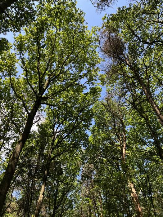 Summer canopy.