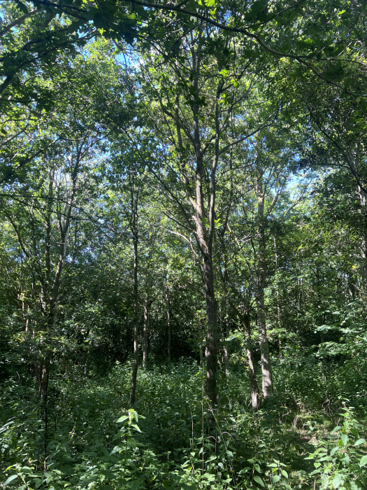 Canopy in summer. 