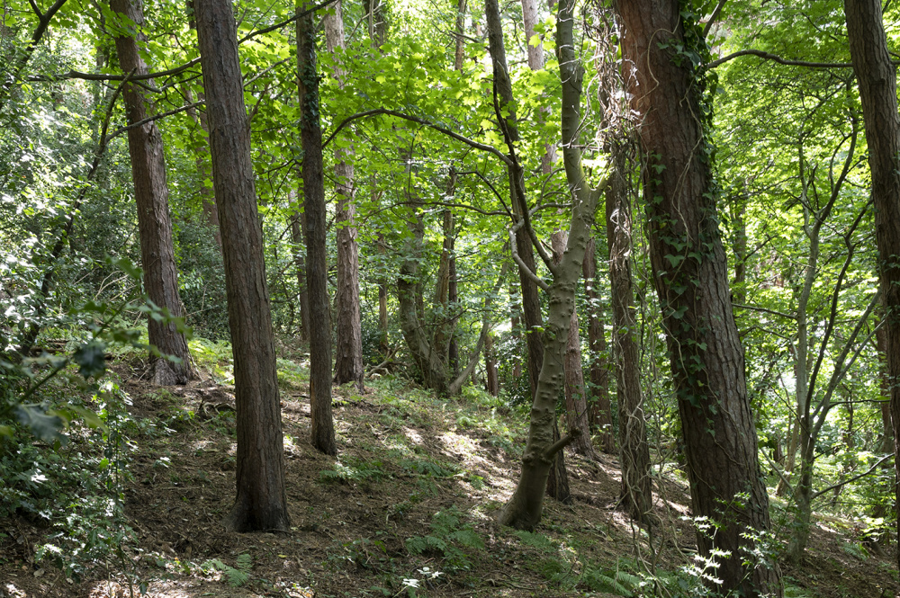 Central woodland