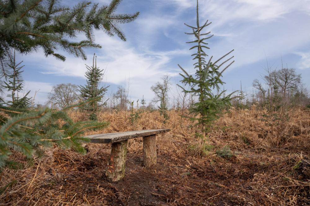 Oak Bench in the woodland