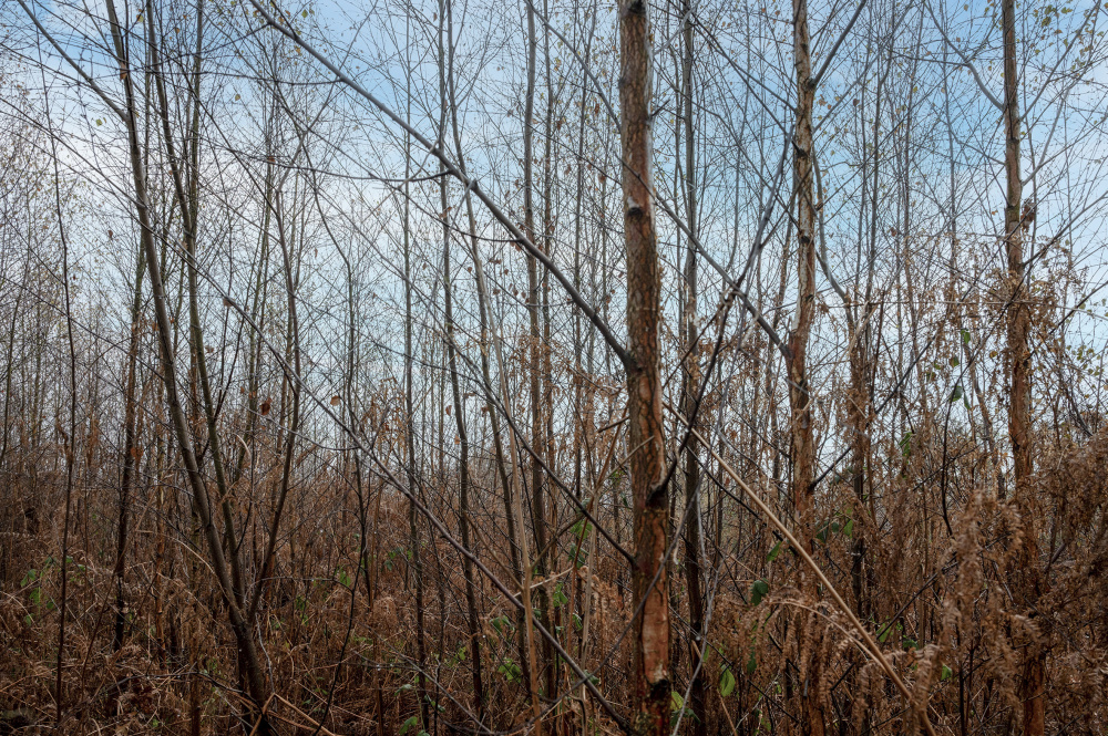 Winter birch