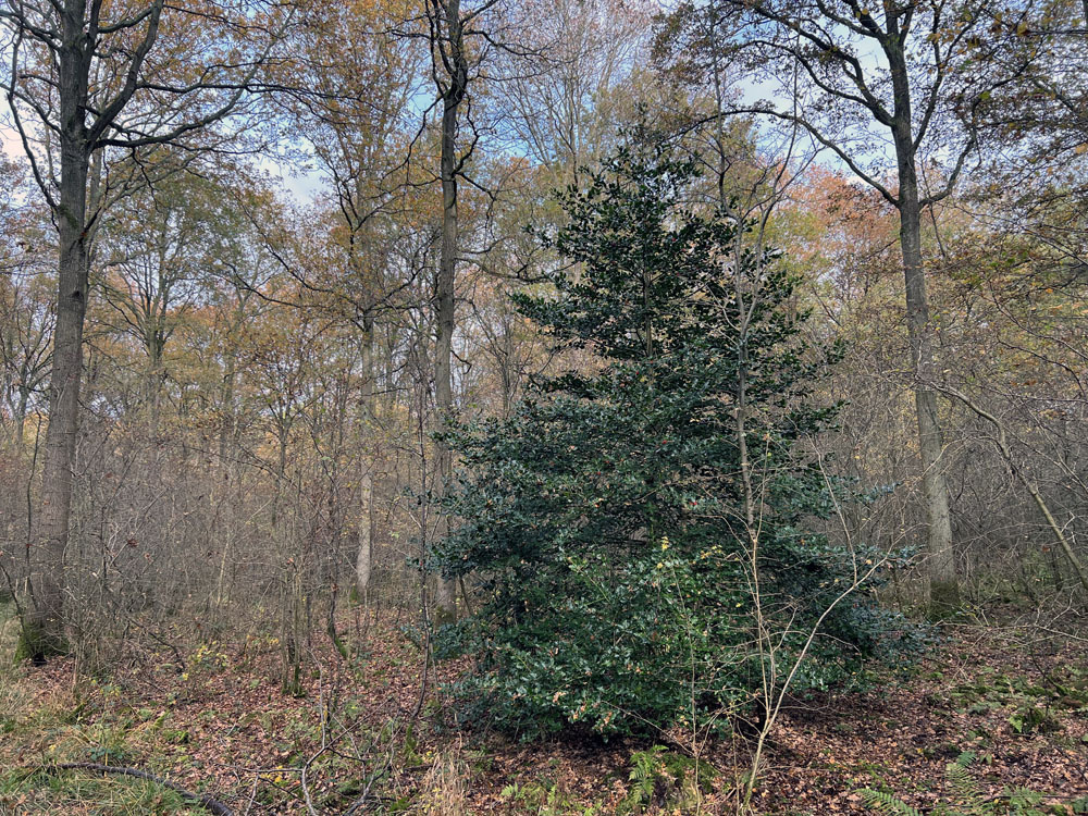 Holly tree amongst the oaks