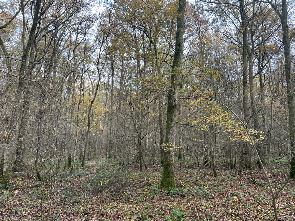 Autumnal oak