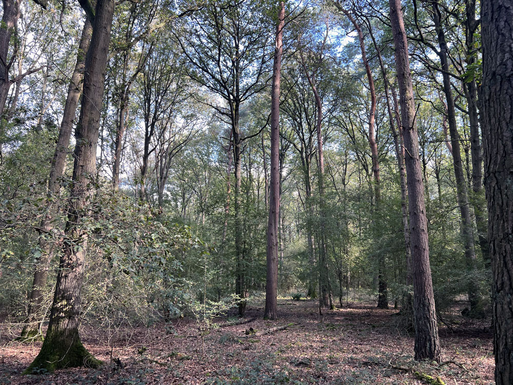 Pine with oak and hawthorn