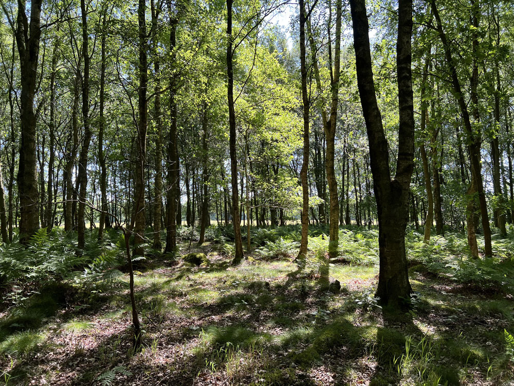 Dappled sunlight filtering through to the woodland floor.