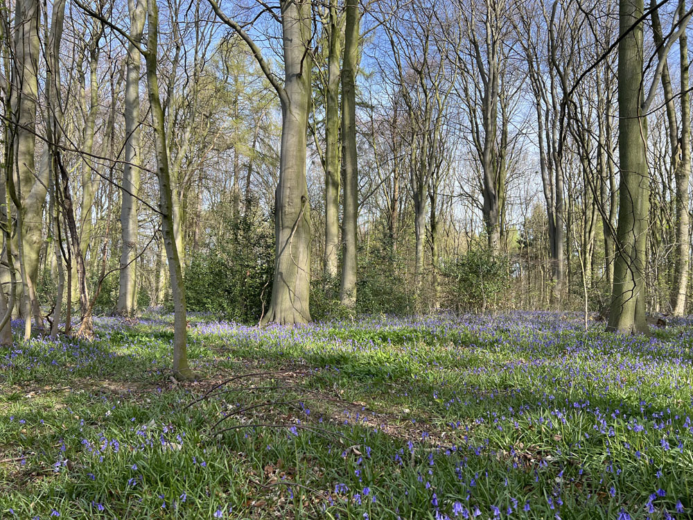 Majestic beeches and a sea of bluebells