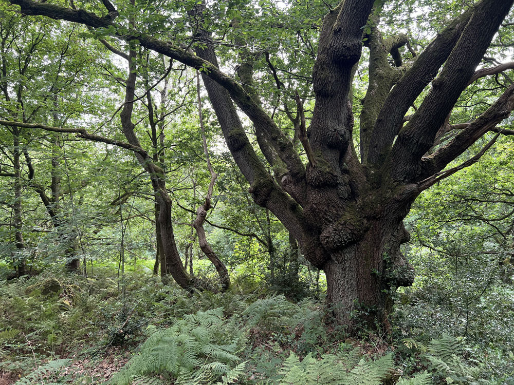 Ancient oak