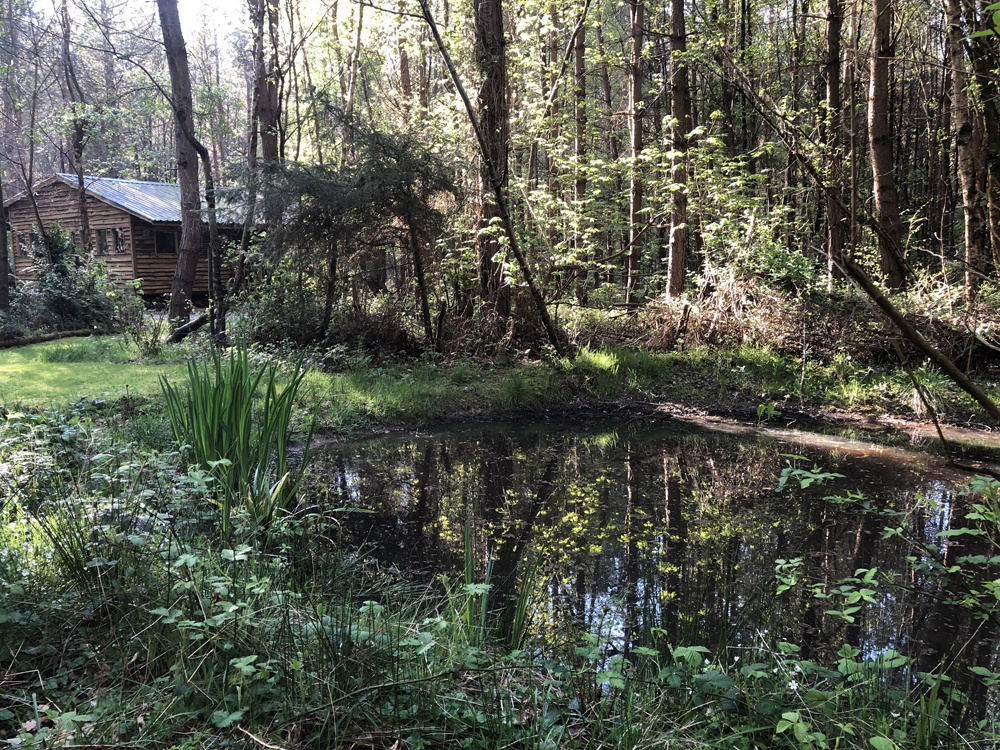 The wildlife pond at the end of the main glade