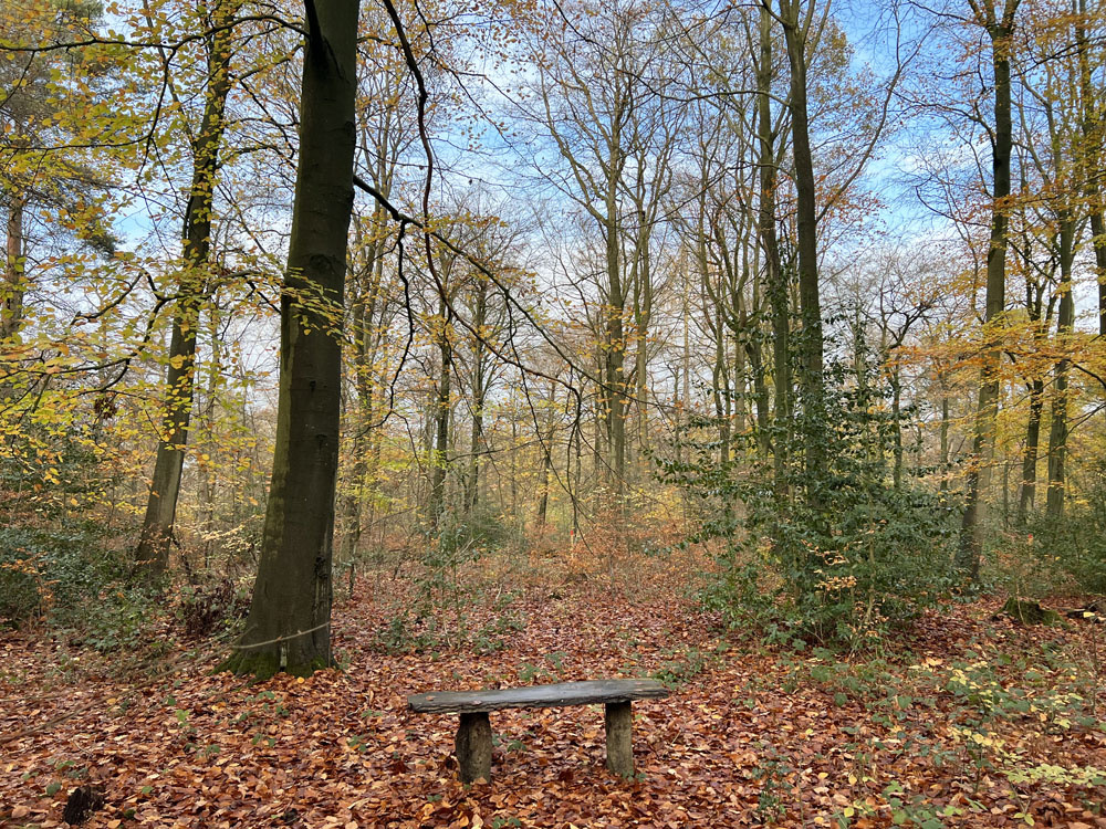 A bench surrounded by lovely beech trees