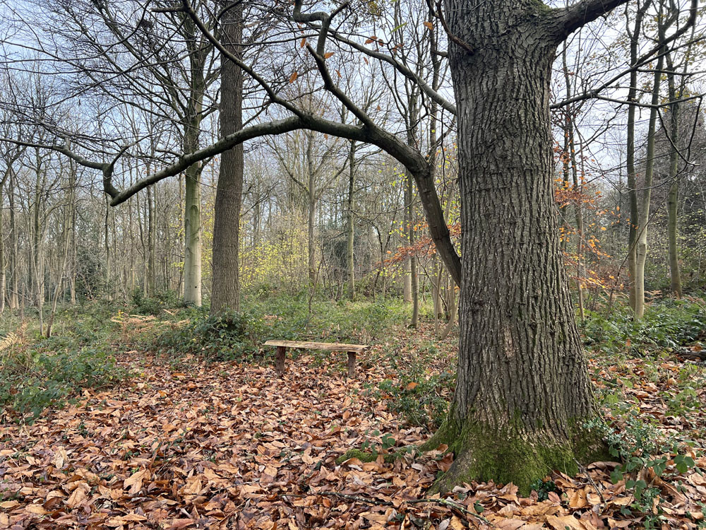 A bench in a glade of Autumn leaves