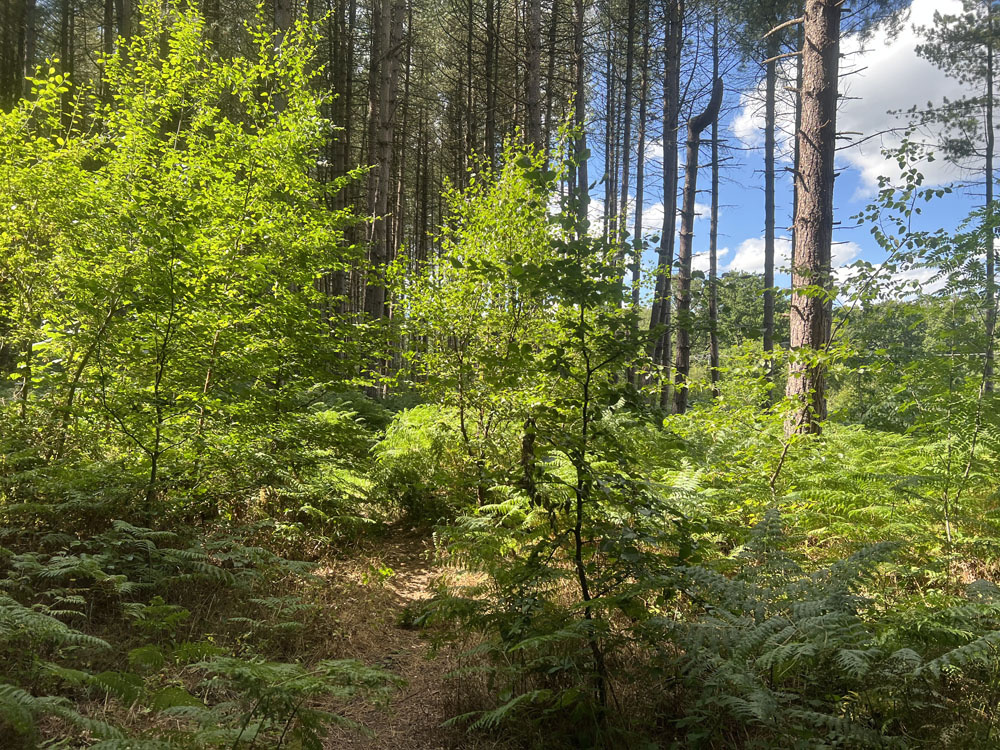 Young broad leaves with tall pine in the background. 