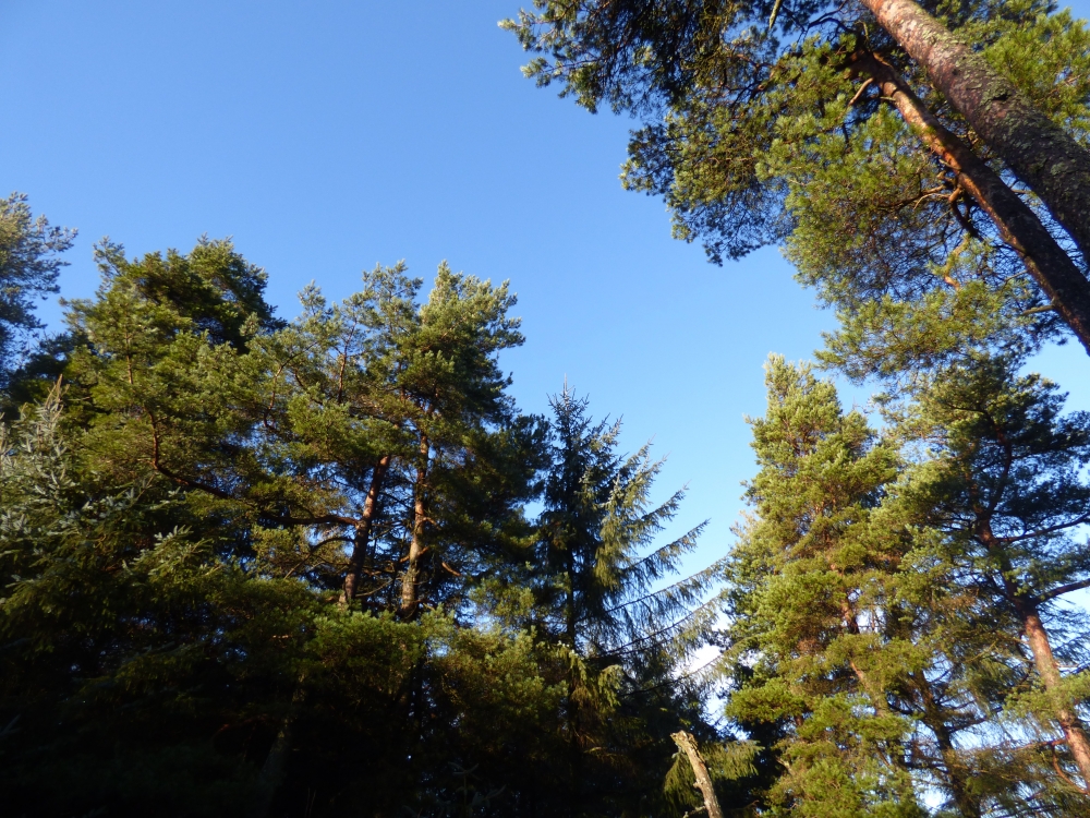blue skies