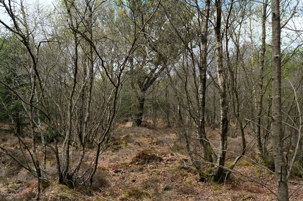 Well spaced trees