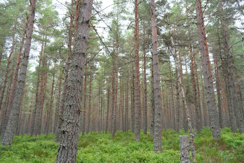 Well spaced trees