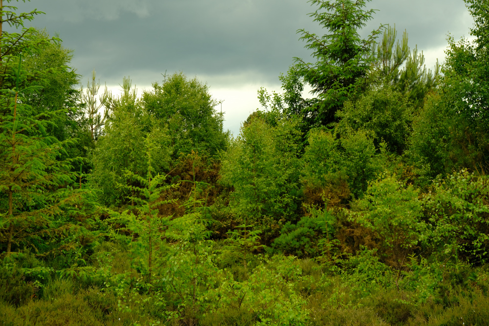 Shades of green