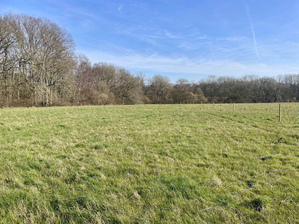 A rare mix of open meadow and woodland close to London