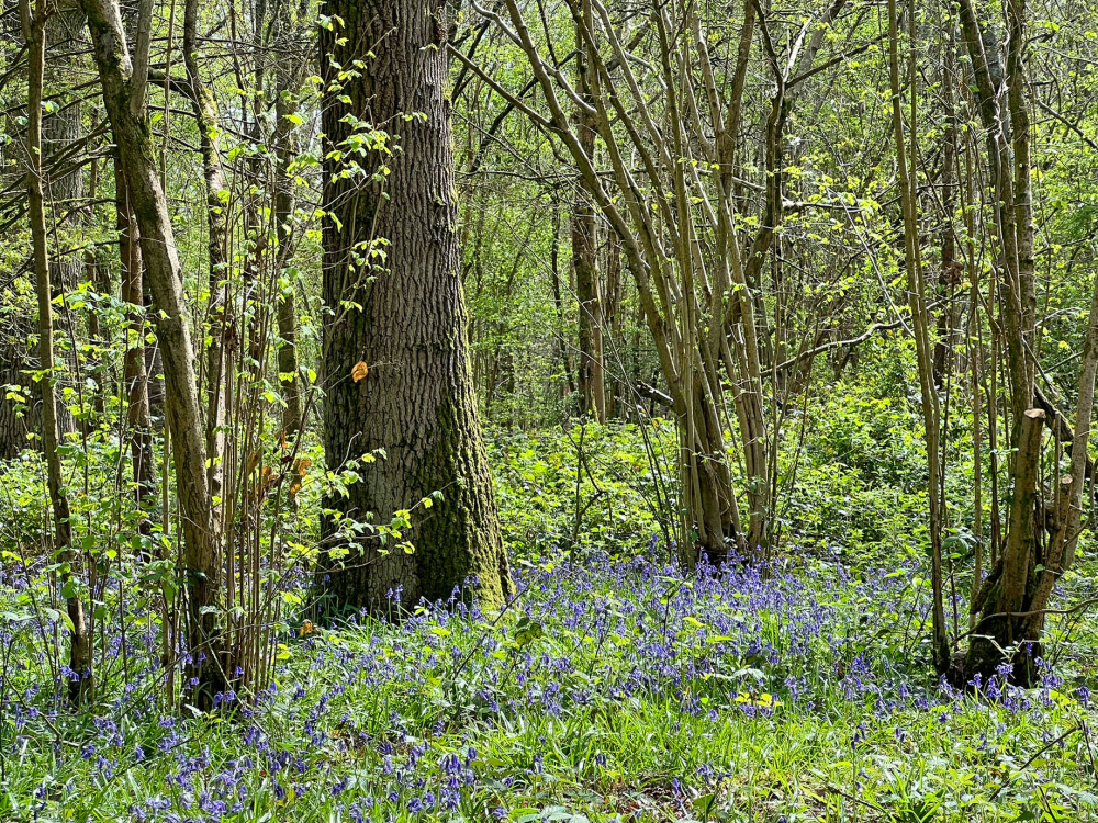 Stunning bluebells in Barbary Wood