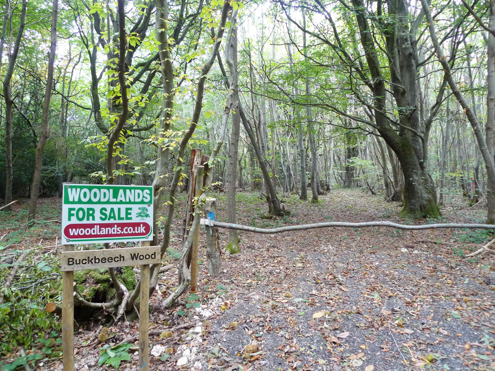 Buckbeech