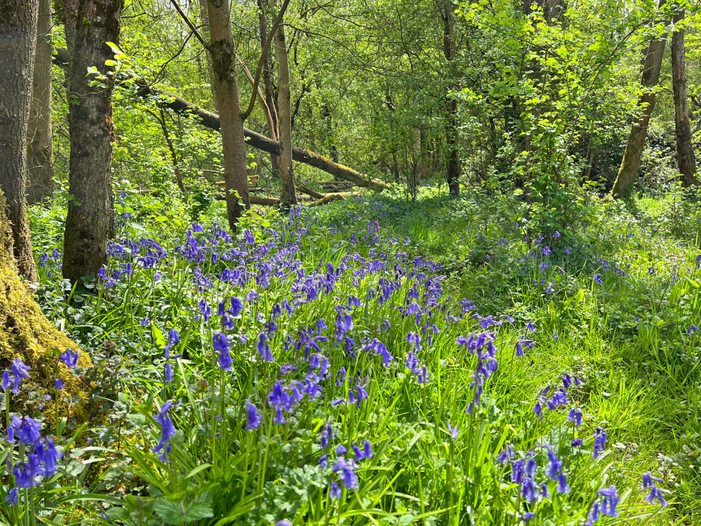 Bluebells flourish on the forest floor