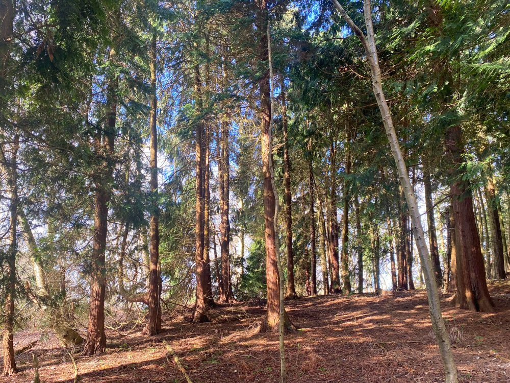 Western Red Cedar