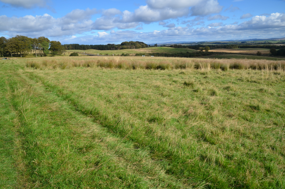Grassland pasture