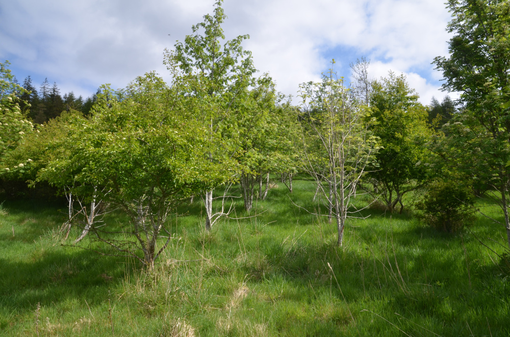 Rowan & hawthorn