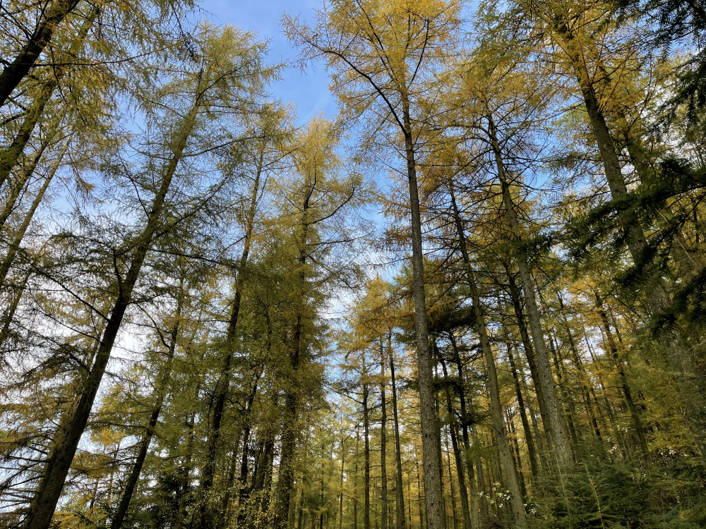 Winter Larch canopy