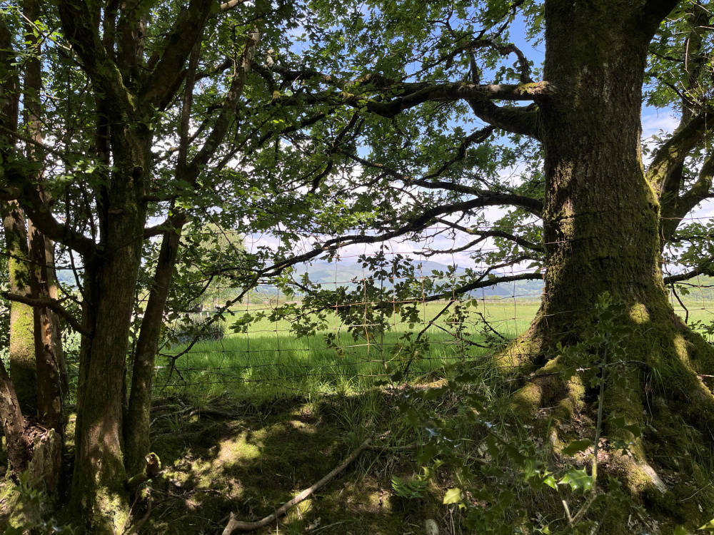 Northern fence line
